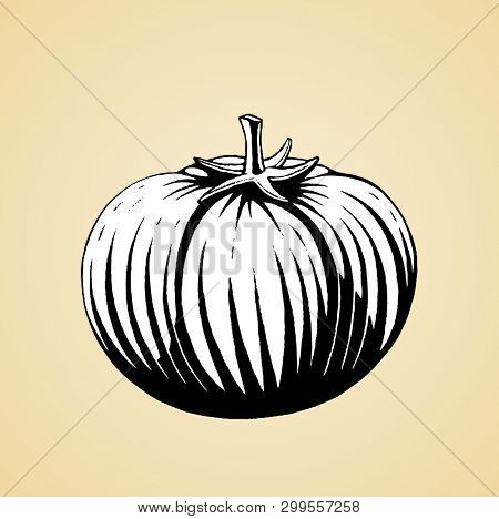 Vector Illustration of a Scratchboard Style Ink Drawing of a Tomato with White Fill