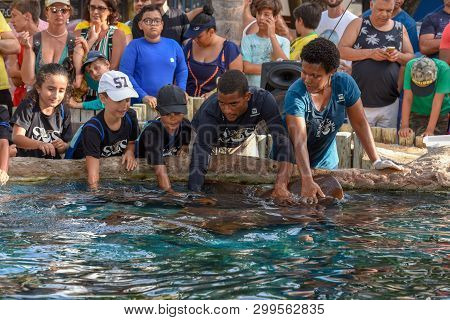 People Caressing Nurse Shark On Project Tamar Tank At Praia Do Forte In Brazil