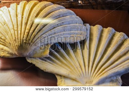 Beautiful Light Shells From A Sea Bottom Under Glass On A Monophonic Background