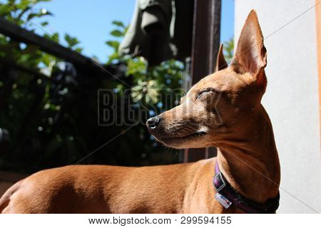 Young Specimen Puppy Dog ​​breed. Pet In The Terrace Of The House Where He Lives Proud. Female Zwerg