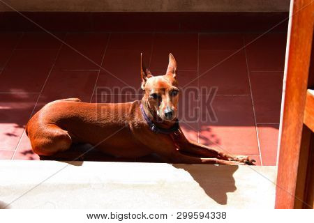 Young Specimen Puppy Dog ​​breed. Pet In The Terrace Of The House Where He Lives Proud. Female Zwerg