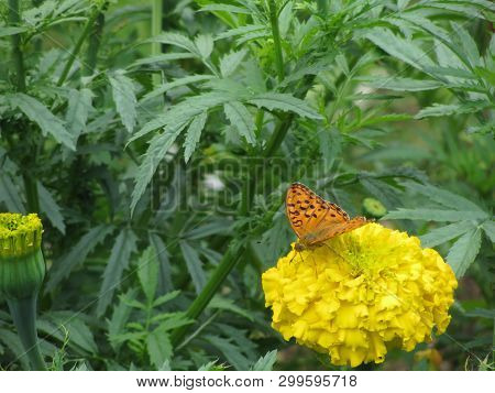 Niobe Fritillary Butterfly ( Argyinnis Niobe Or Fabriciana ) On Yellow Carnation Flower