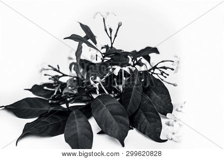Close Up Of Indian Jasmine Flowers Or Juhi Flower Isolated On White.