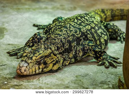 Closeup Of A Argentine Giant Tegu Sleeping On The Ground, Big Lizard From America, Popular Pet In He