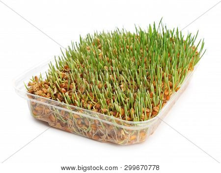 Container With Sprouted Wheat Grass Seeds On White Background