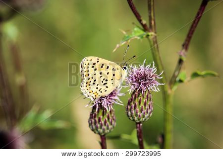 Close-up Of A Butterfly, Rambling On A Plant