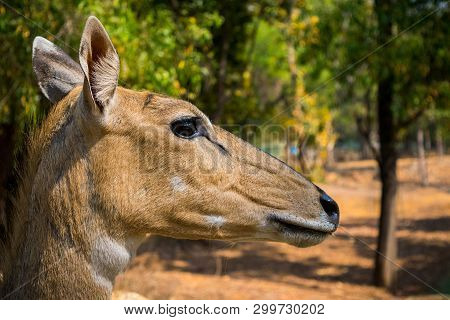 Wildlife Photography, Deer Photography