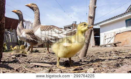 Aggressive Home Goose, Next To Small Yellow Goslings. Against The Background Of Household.