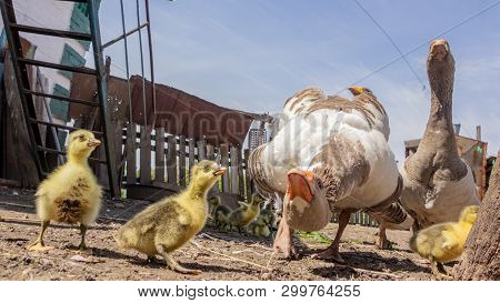 Aggressive Home Goose, Next To Small Yellow Goslings. Against The Background Of Household.