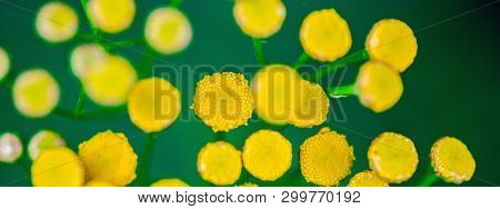 Tansy Flowers Close Up. Tanacetum Vulgare Blossom Plant. Yellow Healthy Herb Flowers, Macro View.
