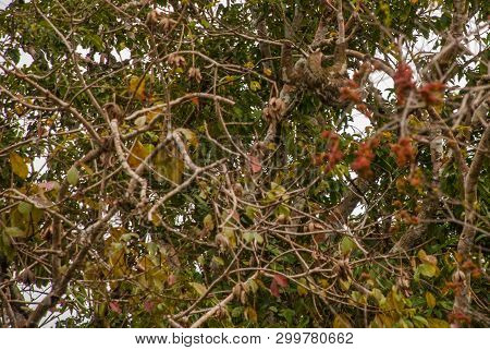 The Sloth On The Tree. Amazonas, Brazil