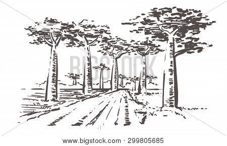 Road Through Baobab Trees, Madagascar. Hand Drawn Madagascar Sketch Illustration.