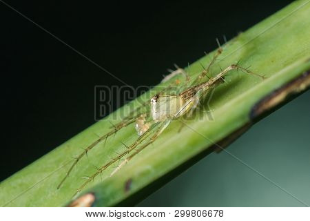 Oxyopes Javanus Throll On The Leaves Can Jump To Catch Prey.
