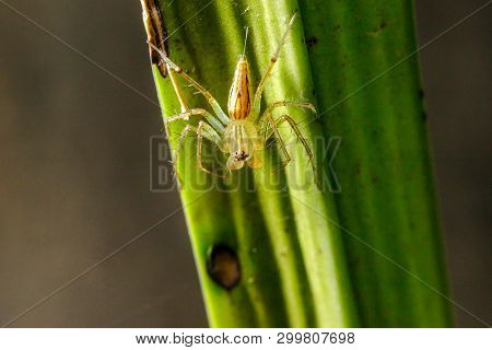 Oxyopes Javanus Throll On The Leaves Can Jump To Catch Prey.
