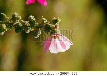 Caesar Weed With Hairy Thorns Irritating Is A Poisonous Plant