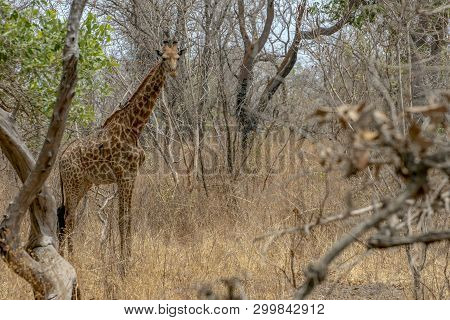 Giraffe On Nature Background, Natural Environment..west Africa, Senegal