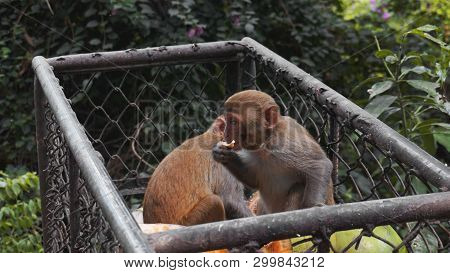 Monkeys Steal Food Fruits From Metal Carts - Animals