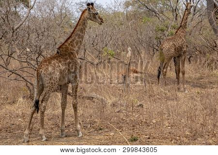 Giraffe On Nature Background, Natural Environment..west Africa, Senegal