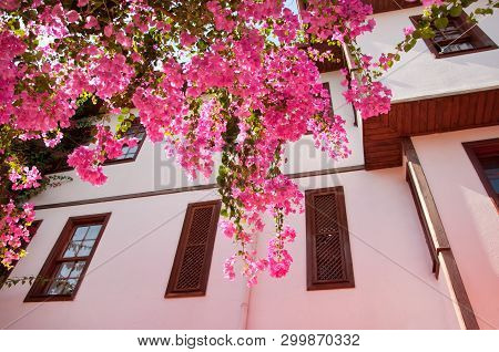 Beautiful Pink Flowers In Street Of Old Town Kaleici In Antalya