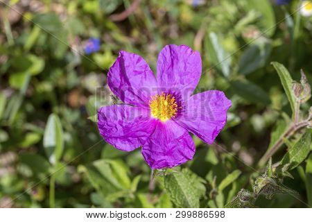 A Useful, Fragrant Shrub (cistus Creticus, Cistus Incanus) With Pink Flowers Grows And Blooms Close-