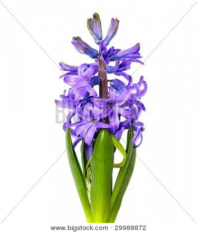fialové Hyacint izolovaných na bílém - sezónní květ