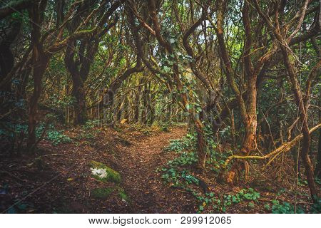 forest in Anaga rural park, Tenerife
