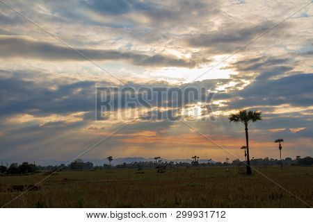 Evening Weather, Silhouette Sugar Palm Trees In The Field With Sun Light Are Shone Through The Cloud
