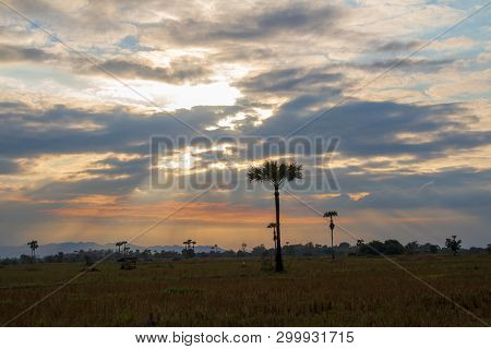 Evening Weather, Silhouette Sugar Palm Trees In The Field With Sun Light Are Shone Through The Cloud