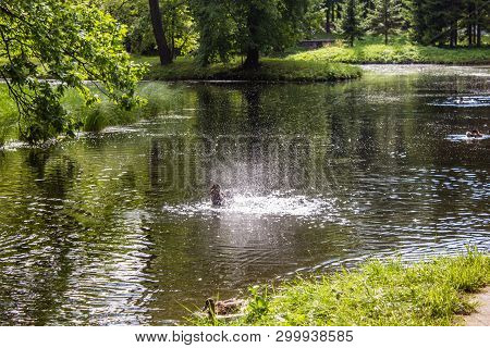 Ducks Are Ploping In The Water. Birds In The Lake. Birds In The Wild