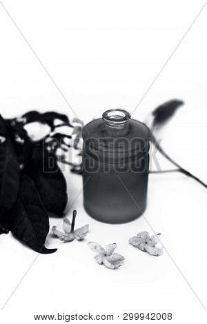 Close Up Of Essential Oil Of Indian Jasmine Flower Or Juhi Or Jasminum Auriculatum Isolated On White