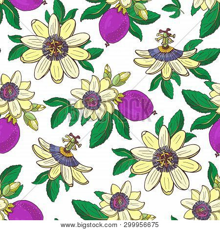 Passionflower Passiflora, Passion Purple Fruit On A White Background Floral Seamless