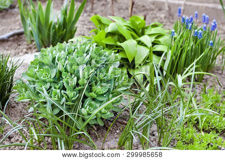 Young Decorative Plants Of Hosta Lancifolia, Sedum And Ornithogalum On Flower Bed In Spring Garden