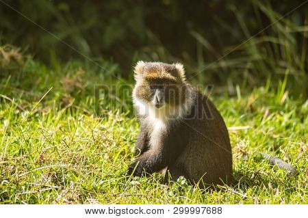 Monkey Sykes Cercopithecus Frontalis Sitting On The Grass In Aberdare National Park Kenya Africa