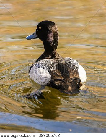 Stunning Greater Scaup Male Duck Swimming In A Lake. Beautiful Brown Spotted Feathers, Grey Bill And