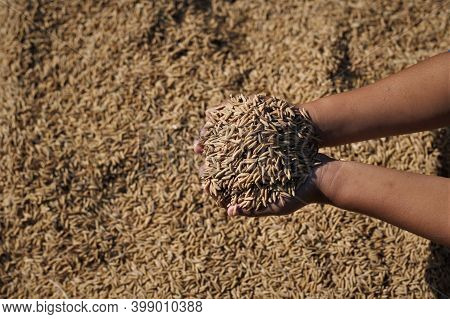 Background From The Paddy And The Golden Grain Of The Grain And The Close Up Of The Heap.