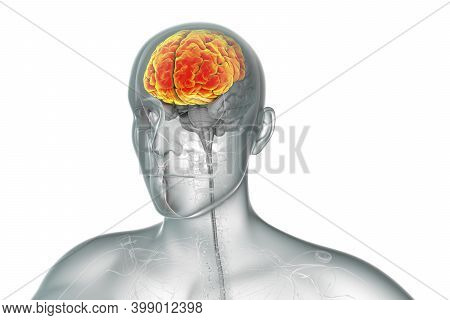 Human Brain With Highlighted Frontal Lobes, 3d Illustration, 3d Illustration