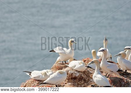 A Group Of Gannets, One Standing With Spread Wings Between Standing Birds