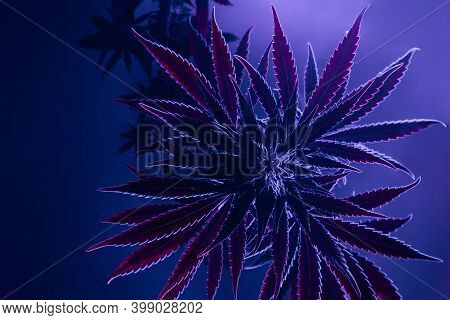 Cannabis Plant Top View With Contrast Leaves And Flowering Buds. Marijuana Medical Plant In New Look