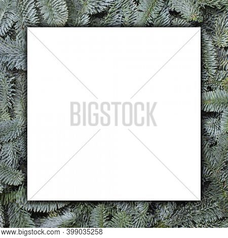 Blank greeting card over Natural noble fir Christmas tree background , copy space for text