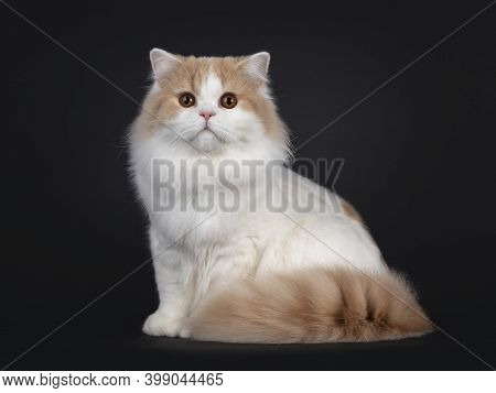 Impressive Creme With White Young Adult British Longhair Cat, Sitting Side Ways, Facing And Looking 