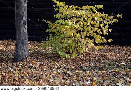 Hazel Shrub In Autumn Forest Yellow And Green Leaves Fall From The Twigs Shaped Like Rods. Layer Of 