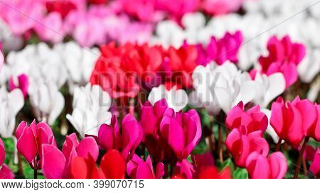 Beautiful Pink Red And White Cyclamen Flowers In The Autumn Flower Market, Close-up.