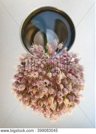 High Angle Shot Of Elephant Garlic Flower In Water, Studio Shot Of Elephant Garlic Flower, Close Up 
