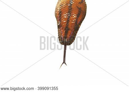 Portrait Of A Rainbow Snake - Epicrates Cenchria Cenchria
With Tongue Out Isolated On White Backgrou