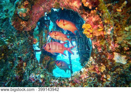 Shoal Of Red Blotcheye Soldier Fish Hidden In The Shipwreck - Myripristis Murdjan