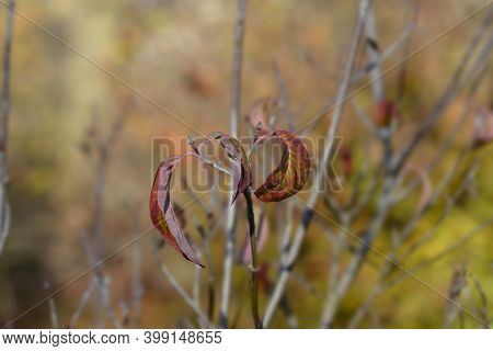 Flowering Dogwood Sweetwater Leaves - Latin Name - Cornus Florida Sweetwater