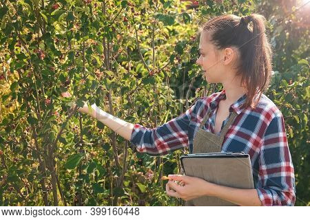 Agronomist Woman Conducts Inspection Of Berry Tree In Fruit Garden And Puts Indicators In Tablet. Ag
