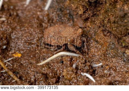 Adult Toad Bug