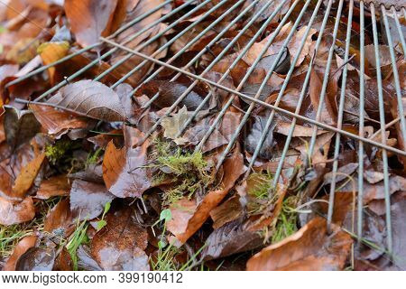 Old And Rusted Tines Of A Garden Rake Pierce A Large Layer Of Autumn Leaves That Have Covered The La