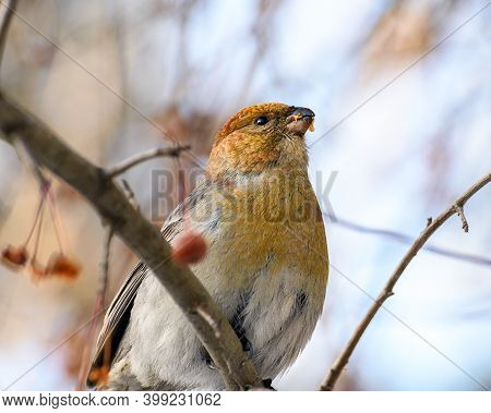 Pinicola Enucleator Bird, Female, On A Branch With Berries, Close-up